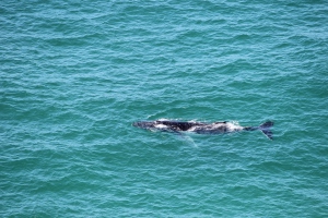 Baby humpback whale swimming close to the coast